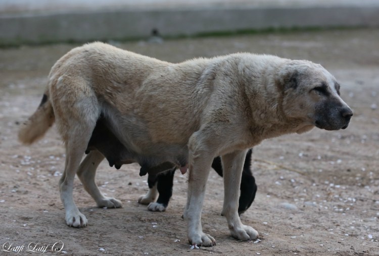 Саги чупони алабай