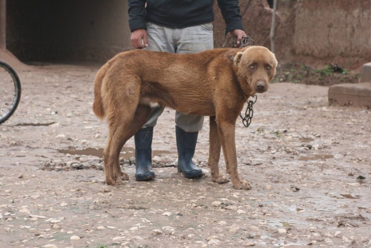 Аборигенные собаки Таджикистана пастушьи