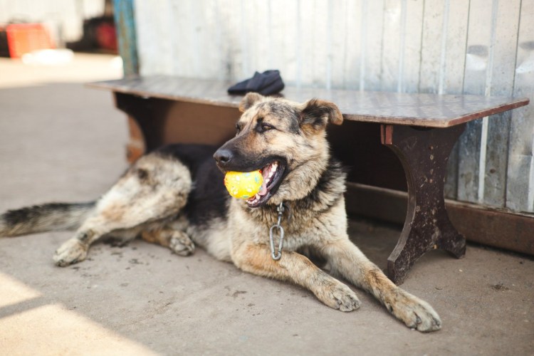 Собака таджик