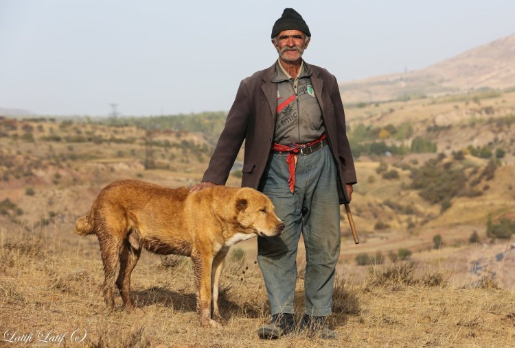 Собака таджик