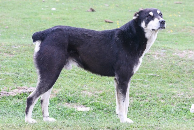 Таджикская Среднеазиатская овчарка