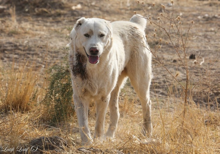 Саги чупони