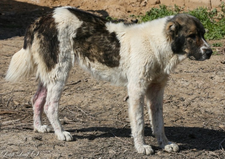Памирский волкодав