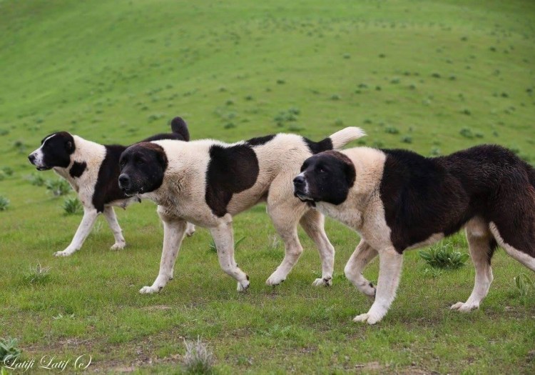 Среднеазиатских овчарок пастушьи