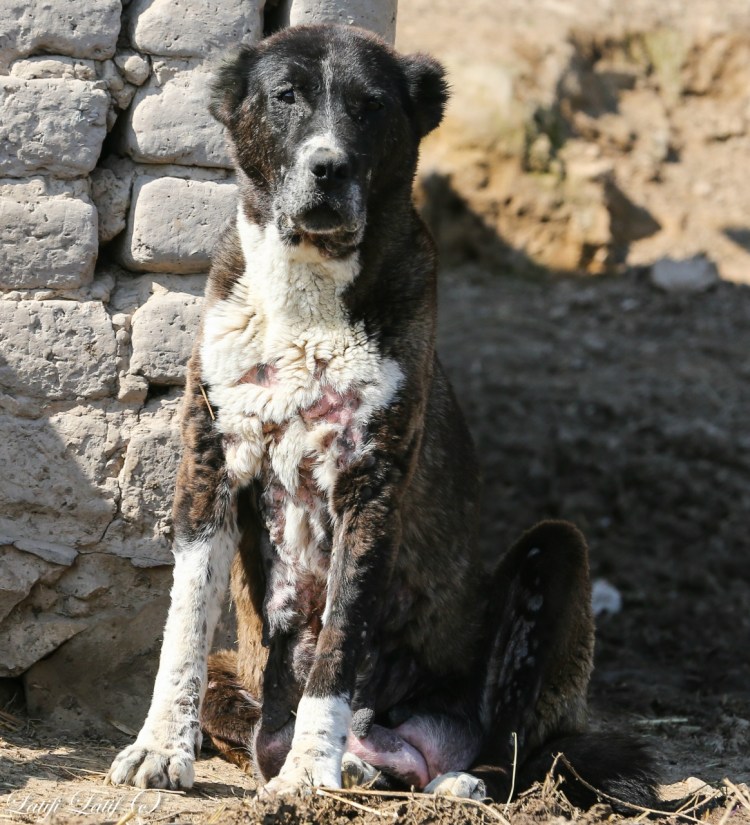 Баварский волкодав
