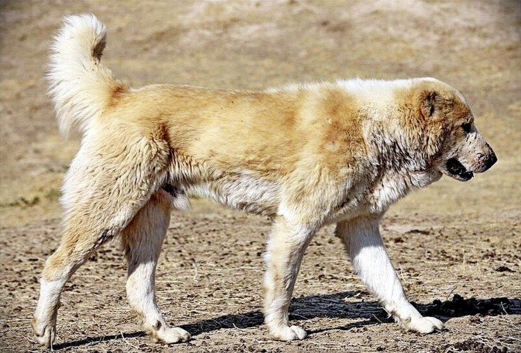 Таджикская Среднеазиатская овчарка