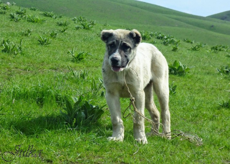 Алабай Таджикистан