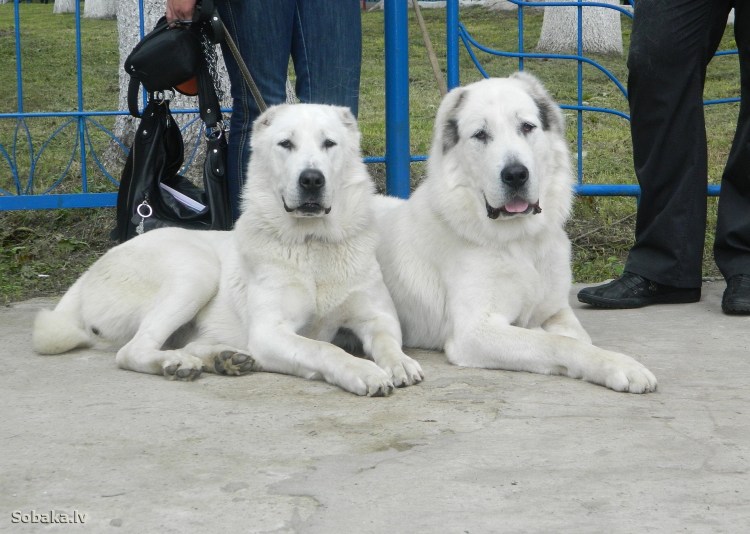 Алабай САО собака