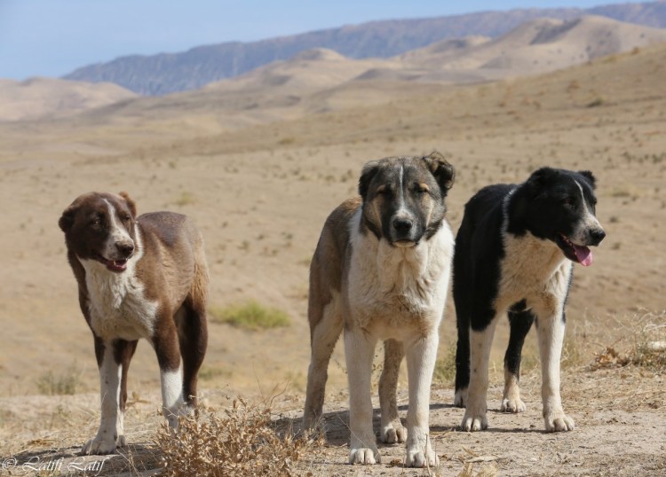Волкодав собака Таджикистан