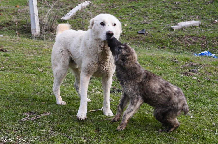 Таджикистан собаки Борисовский