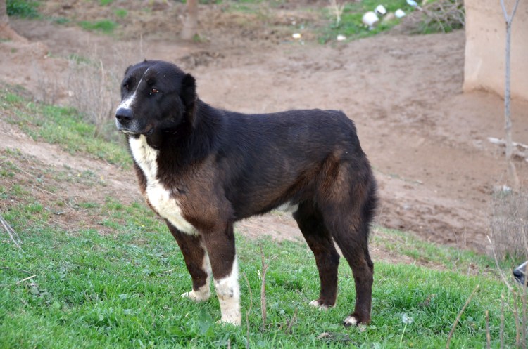 Приотарные собаки