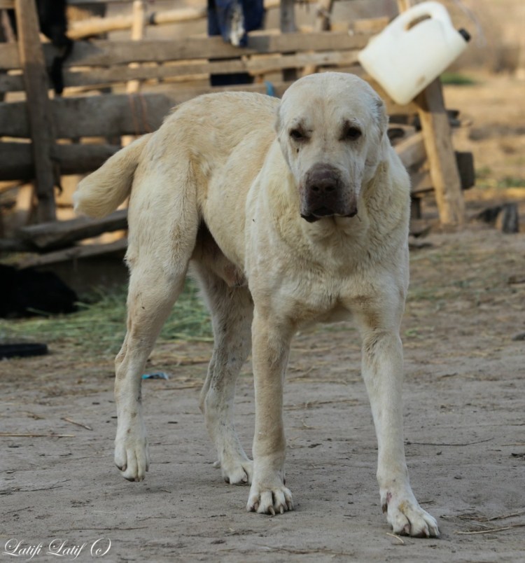 Алабай тобет