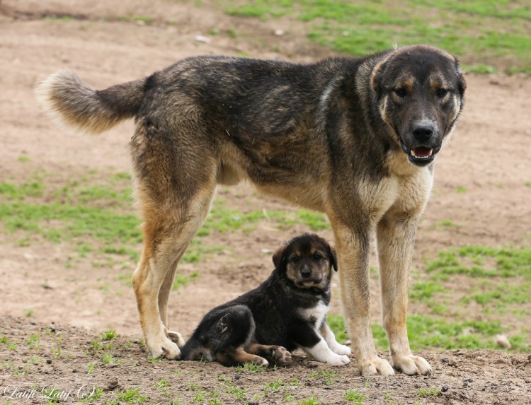 Немецкая овчарка волкодав