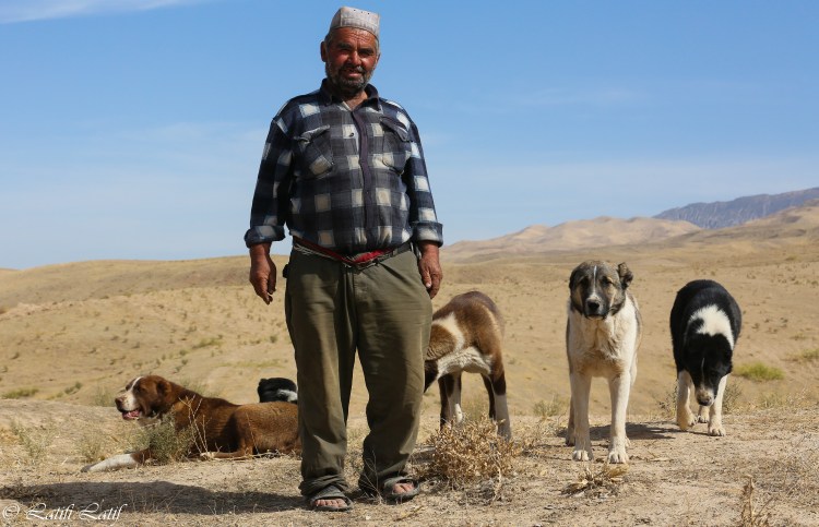 Таджикский собака