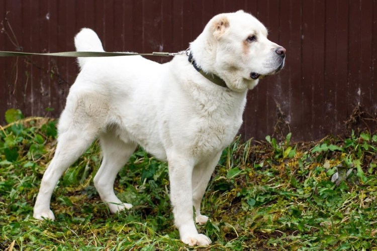 Алабай туркменский волкодав