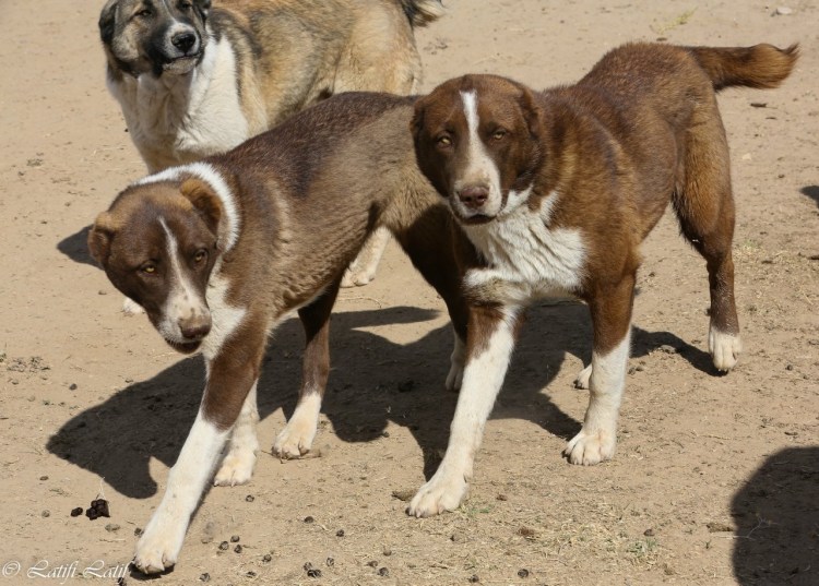 Среднеазиатская овчарка Таджикистана