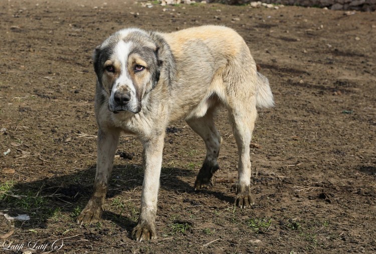 Волкодав собака