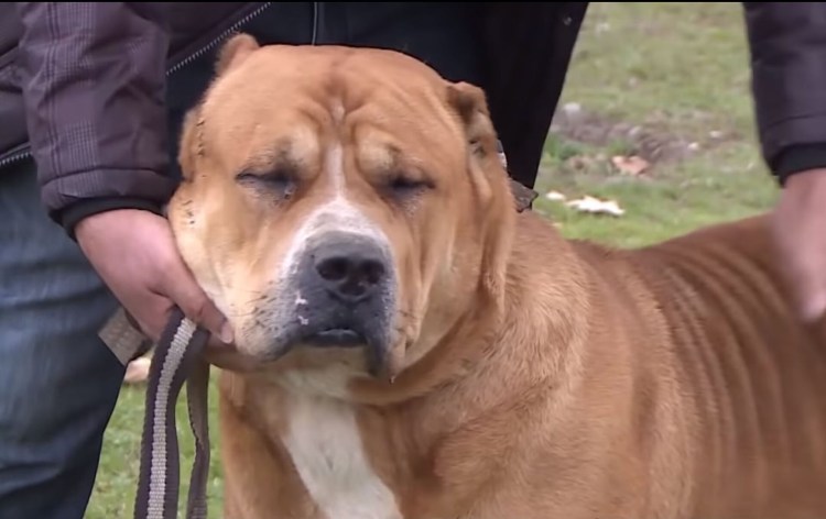 Собака Хирс