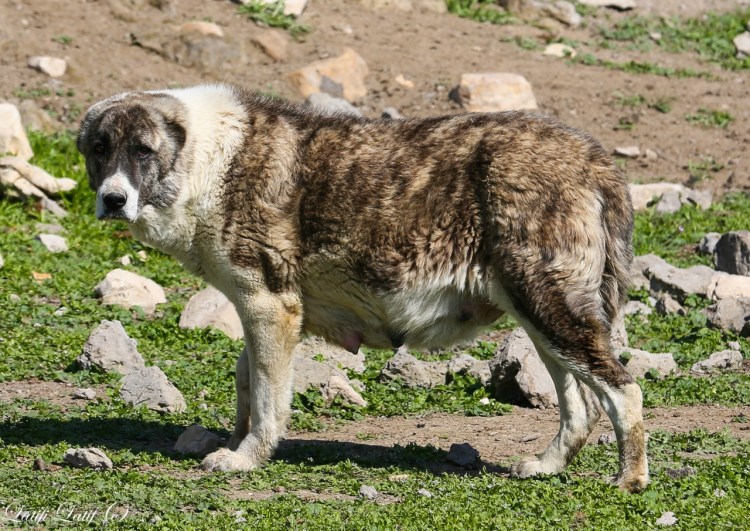 Волкодав чупони