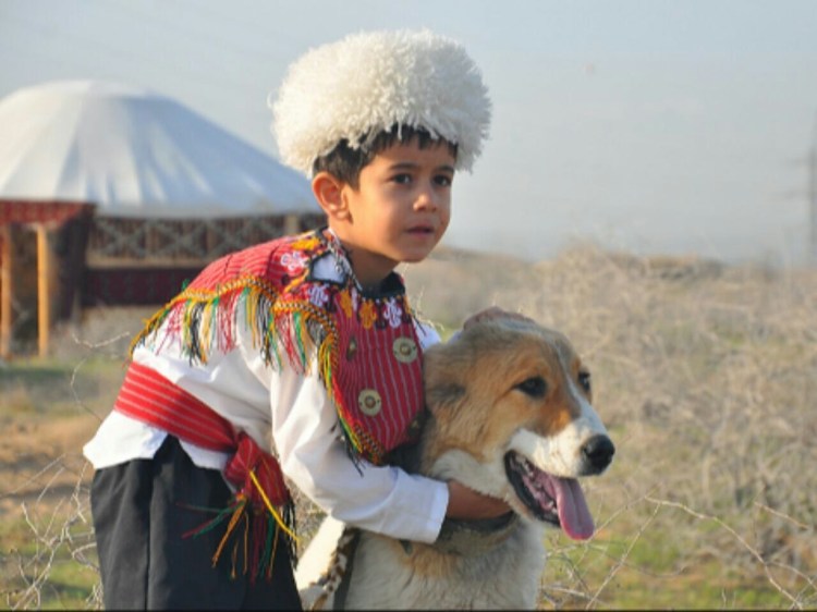 Туркмения отарные собаки