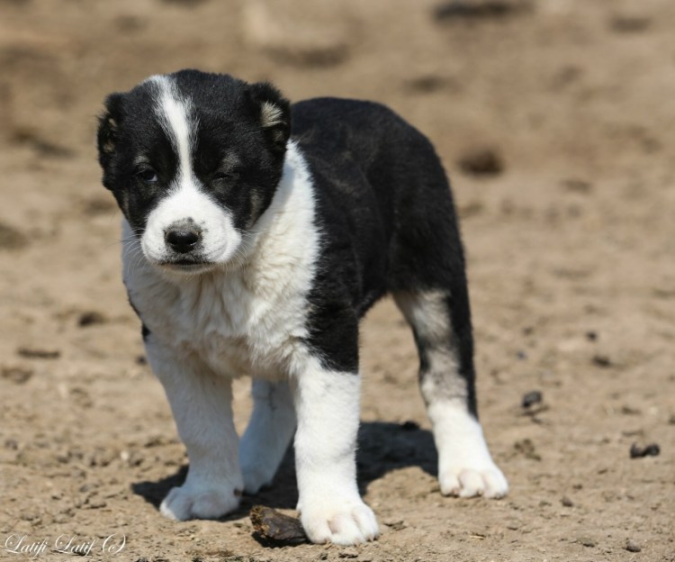 Саги чупони
