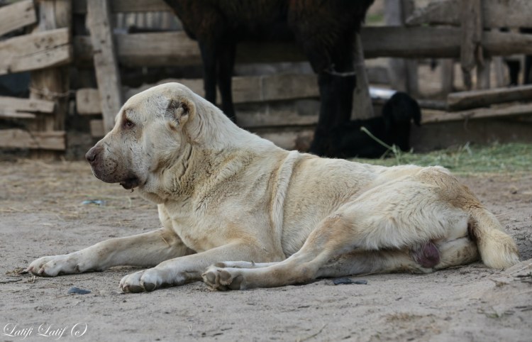 Бойцовская собака в Таджикистане