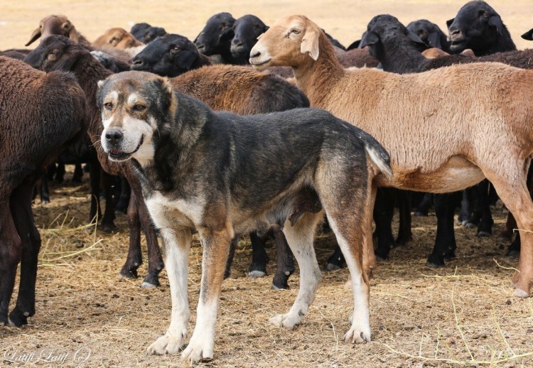 Аборигенные собаки Таджикистана пастушьи