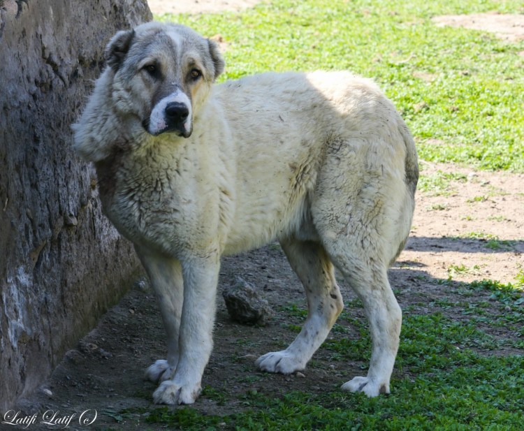 Собака таджикский алабай