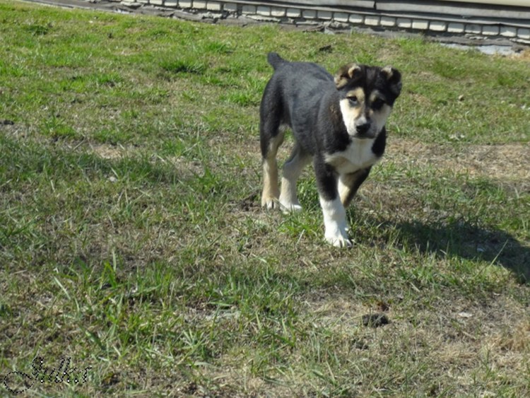 Собака алабай Таджикистан