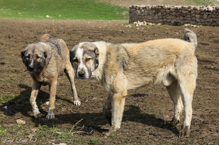 Лангедокская пастушья