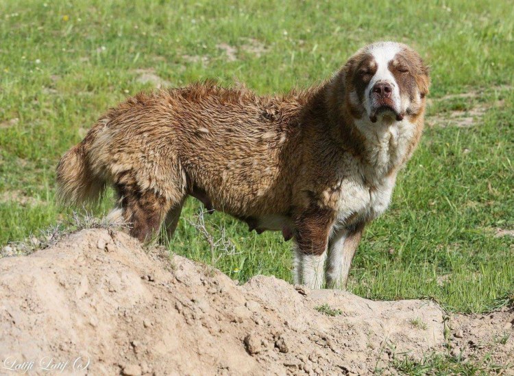 Таджикская порода собак