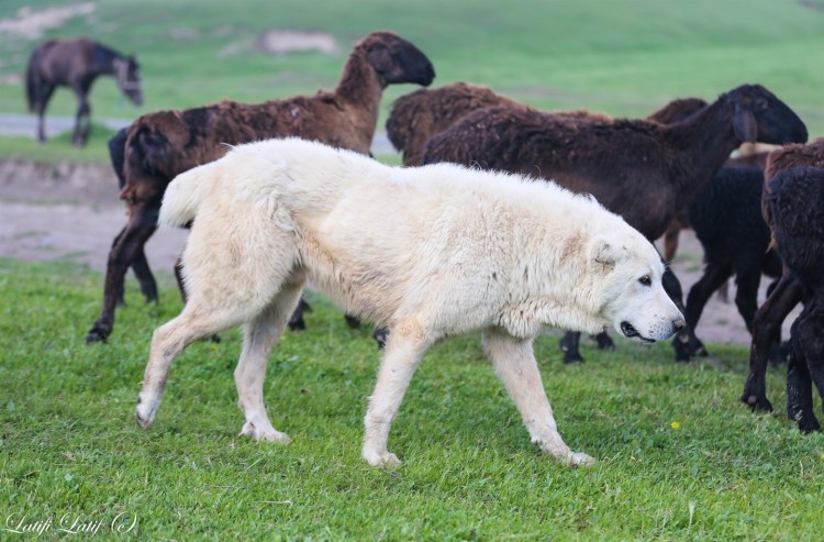 Саги дахмарда