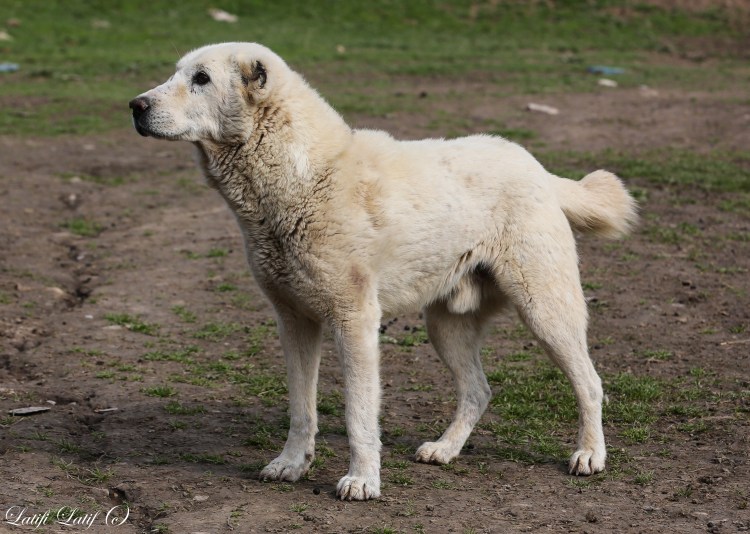 Волкодав алабай