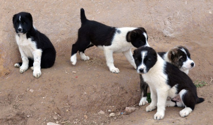 Щенок таджикский