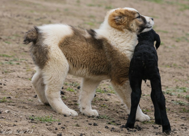 Аборигенные Алабаи Туркмении