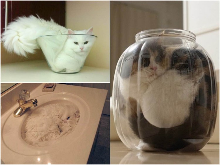 Коты это жидкость доказательство