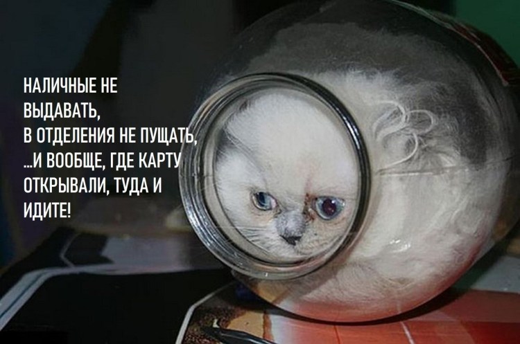 Котенок в банке