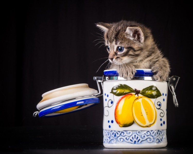 Котик из банки