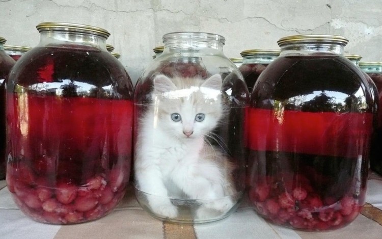 Кот в трехлитровой банке
