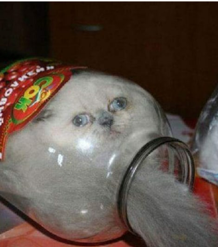 Животные застрявшие в банках