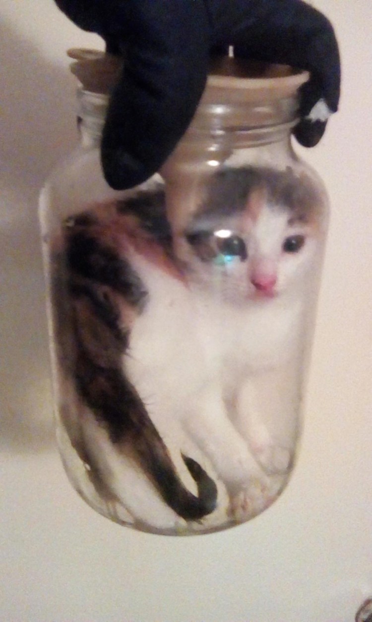 Смешной белый кот