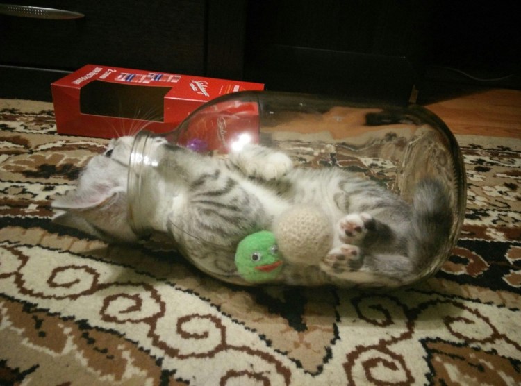 Прикольный кот