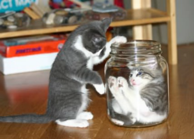 Котенок в банке