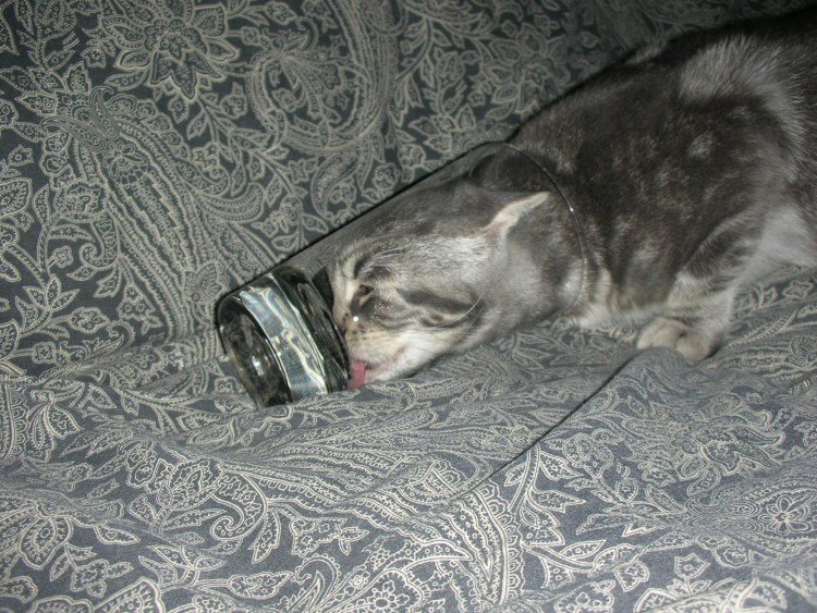 Кот мордой в стакане