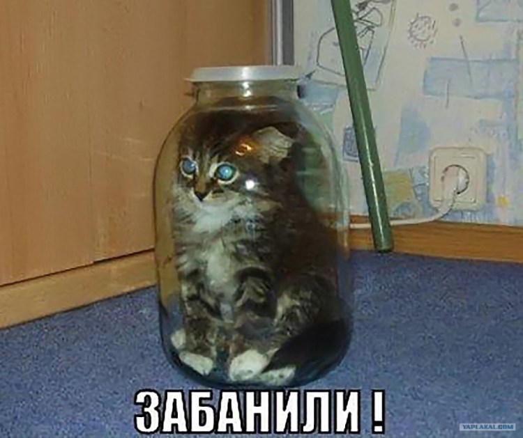 Котенок в банке
