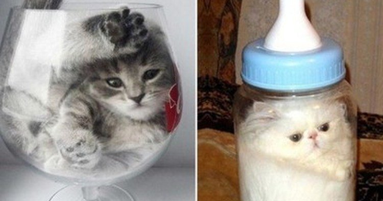 Котики в банке смешно