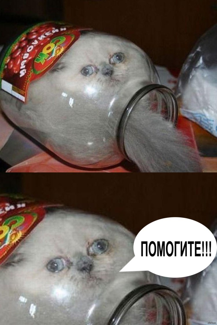 Смешные коты в банке