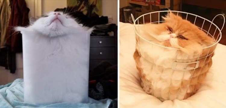 Кот это жидкость