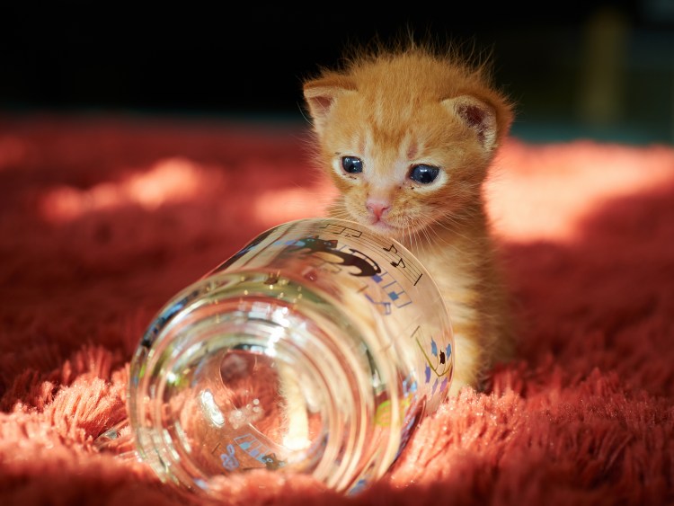 Котята в банках