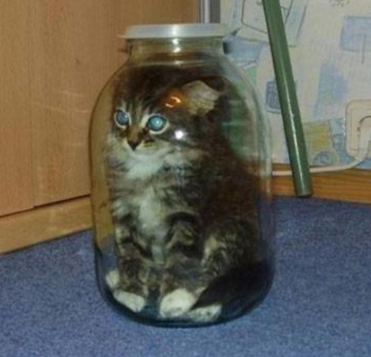 Котенок с рыбкой